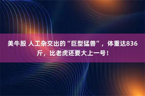 美牛股 人工杂交出的“巨型猛兽”，体重达836斤，比老虎还要大上一号！